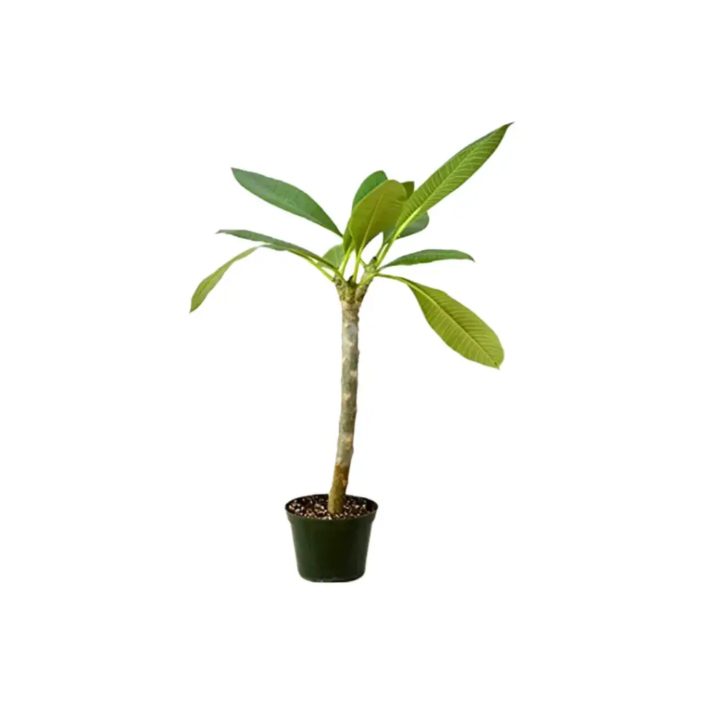  Jazmín Magno Plumeria Rubra Frangipani 3L