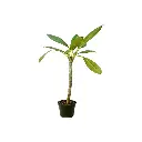  Jazmín Magno Plumeria Rubra Frangipani 3L