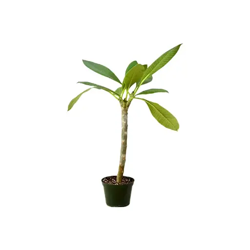 [E002]  Jazmín Magno Plumeria Rubra Frangipani 3L