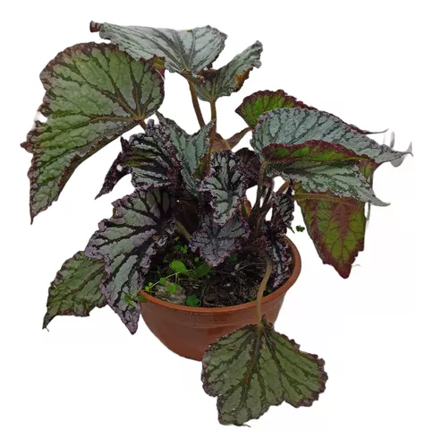 [I011]  Begonia Rex Bowl Ø18