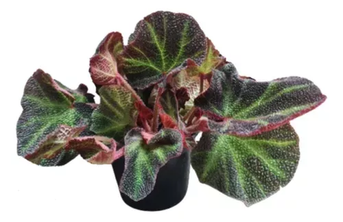 [I012]  Begonia Rex Bowl Ø18