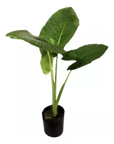 [E001] Alocasia Oreja De Elefante 2 Litros