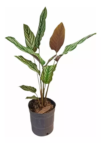 [I017] Calathea Mil Rayas Soplada Ø17