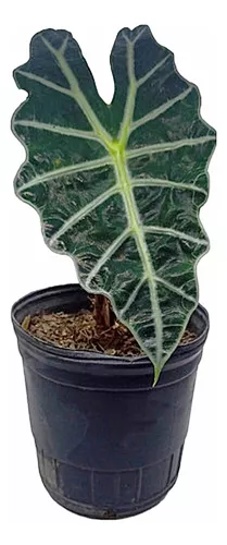 [I019] Alocasia Amazonica 3L