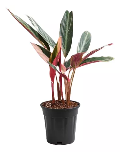 [I021]  Calathea Stromante M10