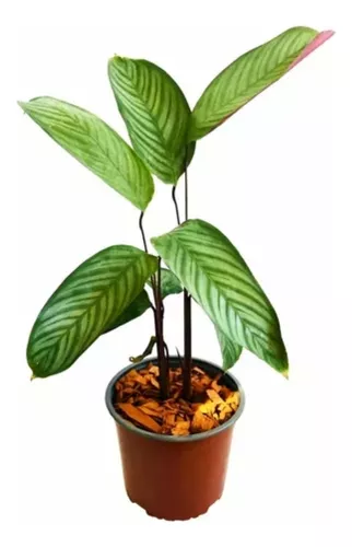 [I022] Calathea Setosa O Papel De Musica En Ø15