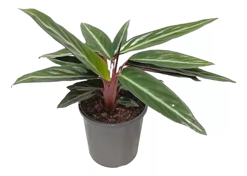 [I023] Calathea Sanguinea Soplada Ø 13