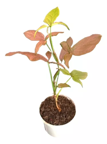 [I025] Aralia Elegantisima M19