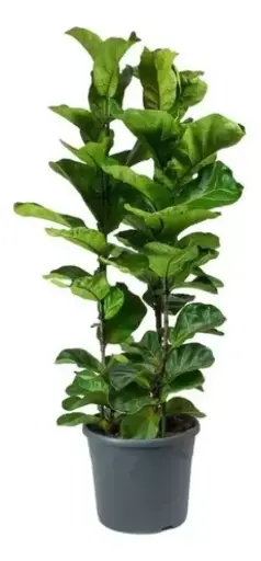 [I027]  Ficus Pandurata Doble M16