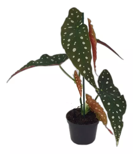 [I045] Begonia Maculata  M16