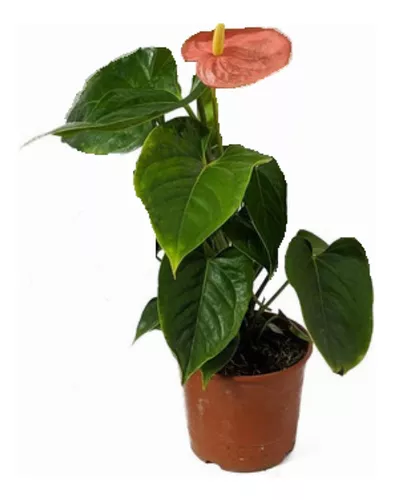 [I047] Anthurium Flor Roja M12