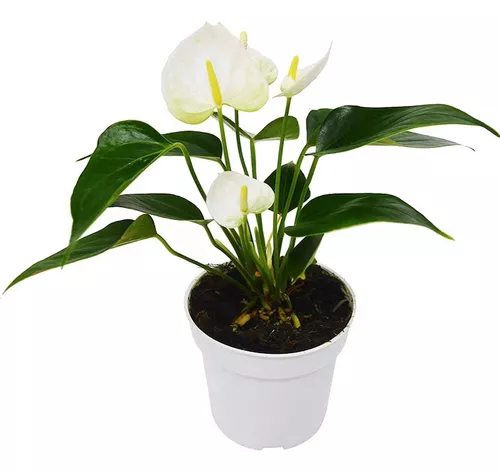 [I048] Anthurium Flor Blanca M12