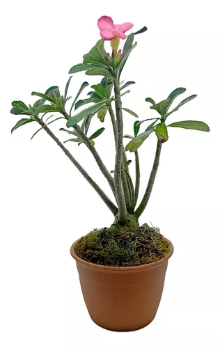 [I052] Rosa Del Desierto Adenium M12