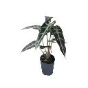 Alocasia Bambino
